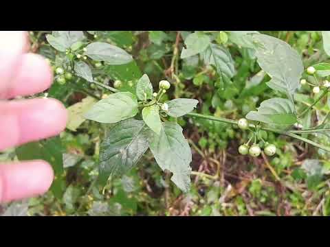 Erva moura (Solanum americanum)