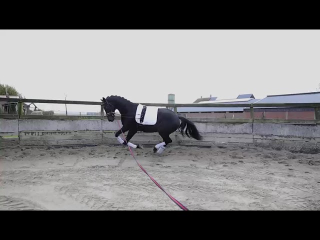 LUNGE VIDEO