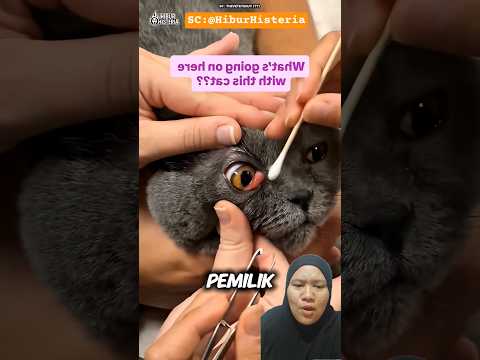 APAAN TUH DI MATA KUCING⁉️ Mommy Toons #cat #cutecat #catsoftiktok #cats #viral #viralvideo