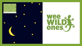 Download Lagu Animals at Nighttime - Wee Wild Ones on the Web (Season 1, Episode 2) Thumbnail