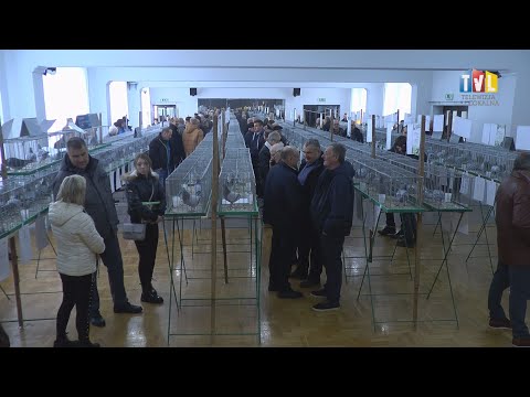 2022.12.11 - GOŁĘBIE W ROLI GŁÓWNEJ