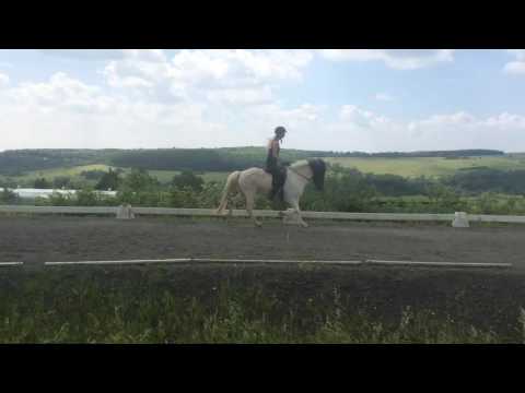 Katlaya-Verkaufspferd-Grenzlandhof-Isihammer 2016