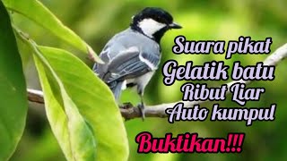 Download lagu SUARA PIKAT DAN MASTERAN GELATIK BATU/WINGKO LIAR MP3 SUPER RIBUT AUTO NYAUT mp3