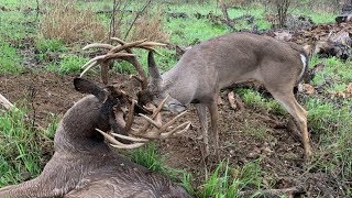 Two GIANT WHITETAILS With Locked Antlers - The Management Advantage
