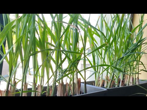 How To Grow Lemongrass In Winter Inside The House #54