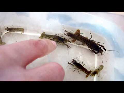 Мраморные раки