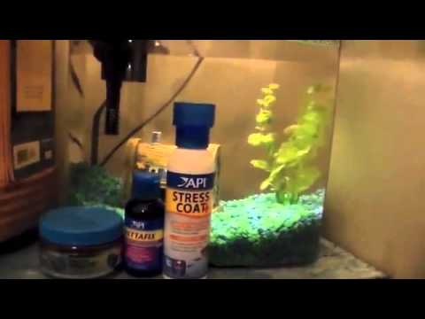 How to treat fin rot in betta fish