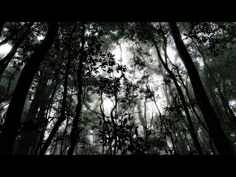 Camargo Guarnieri: Symphony No. 2 ‘Uirapuru’ (Neschling, OSESP)