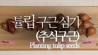 ENG) 튤립 구근 심기(추식구근). Planting tulip seeds. 223화 #해맑은TV