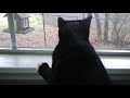 Tuxie The Guard Kitty