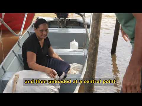 Andiroba Oil: The Amazon’s Secret for Skin & Hair Care 🌿✨