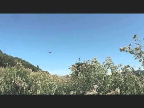 E-PL3　ビデオテスト　アサギマダラの群飛