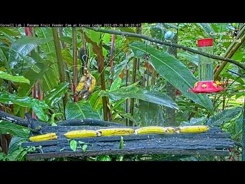Dusky-faced Tanagers Investigate Line Of Bananas On Panama Fruit Feeder – Sept. 30, 2022