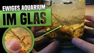 Ewiges Aquarium (Ecosphere) im Einmachglas!