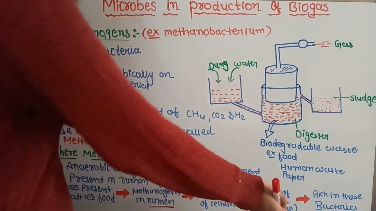 Microbes in production of biogas | notes| class 12 biology