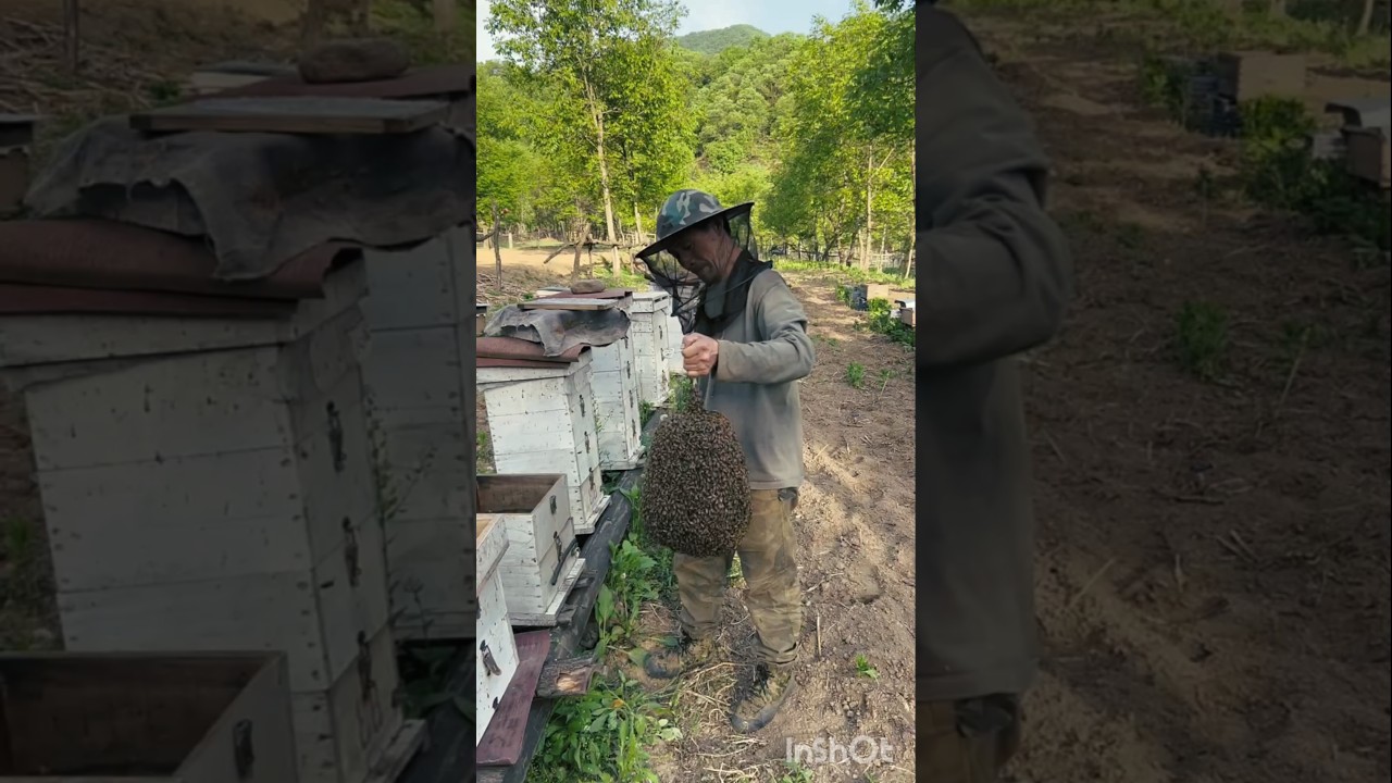 Catching a Massive Bee Swarm 🐝 Beekeeper's Brave Move! #Shorts #honey #trending ##viral #youtube #yt