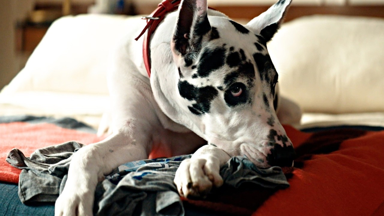 The Friend - Видео