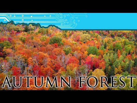 Autumn Forests From Above, Field, Ontario