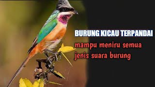 Download lagu 5 JENIS BURUNG KICAU TERPANDAI MENIRUKAN SUARA BURUNG LAIN.Nomor terakhir tidak disangka mp3
