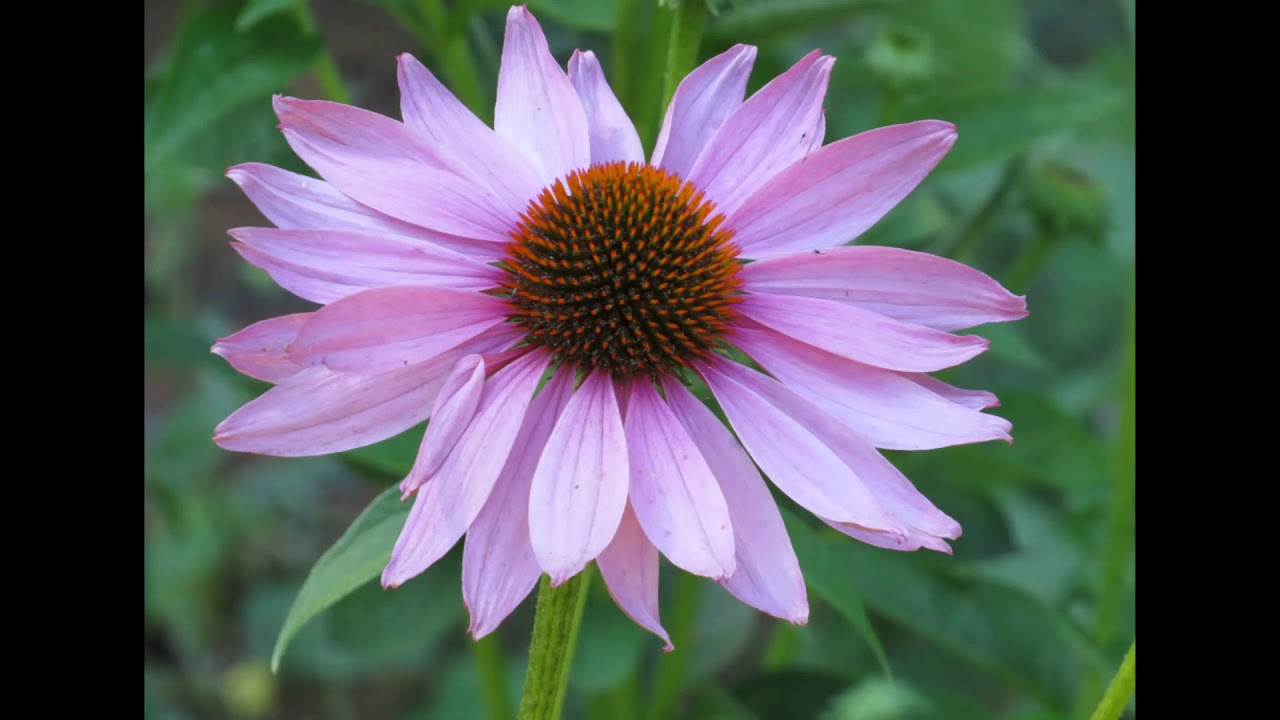 Berlare (B) I het Donkmeer