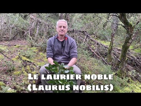 Noble laurel (Laurus nobilis): digestion, bronchitis, joint pain