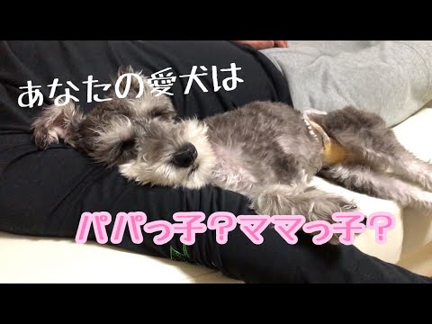 ミニチュアシュナウザーの子犬は、パパが大好き♡