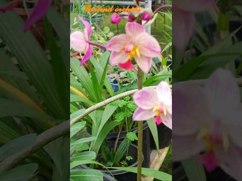 𝓖𝓻𝓸𝓾𝓷𝓭 𝓸𝓻𝓬𝓱𝓲𝓭𝓼#flowers #orchid #plants