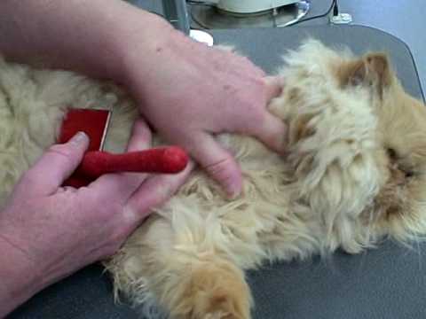 Long-haired Cats Grooming Guidelines - YouTube