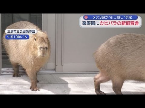 YouTube Video 鉄筋コンクリート製でエアコンも完備！カピバラの新飼育舎が完成　静岡・三島市「楽寿園」