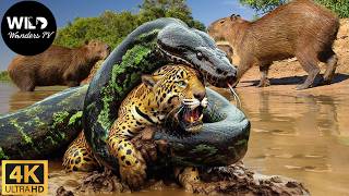 Amazônia Selvagem: Anaconda, Onça e Jacaré – Quem reina no triângulo mortal?#animaisselvagens
