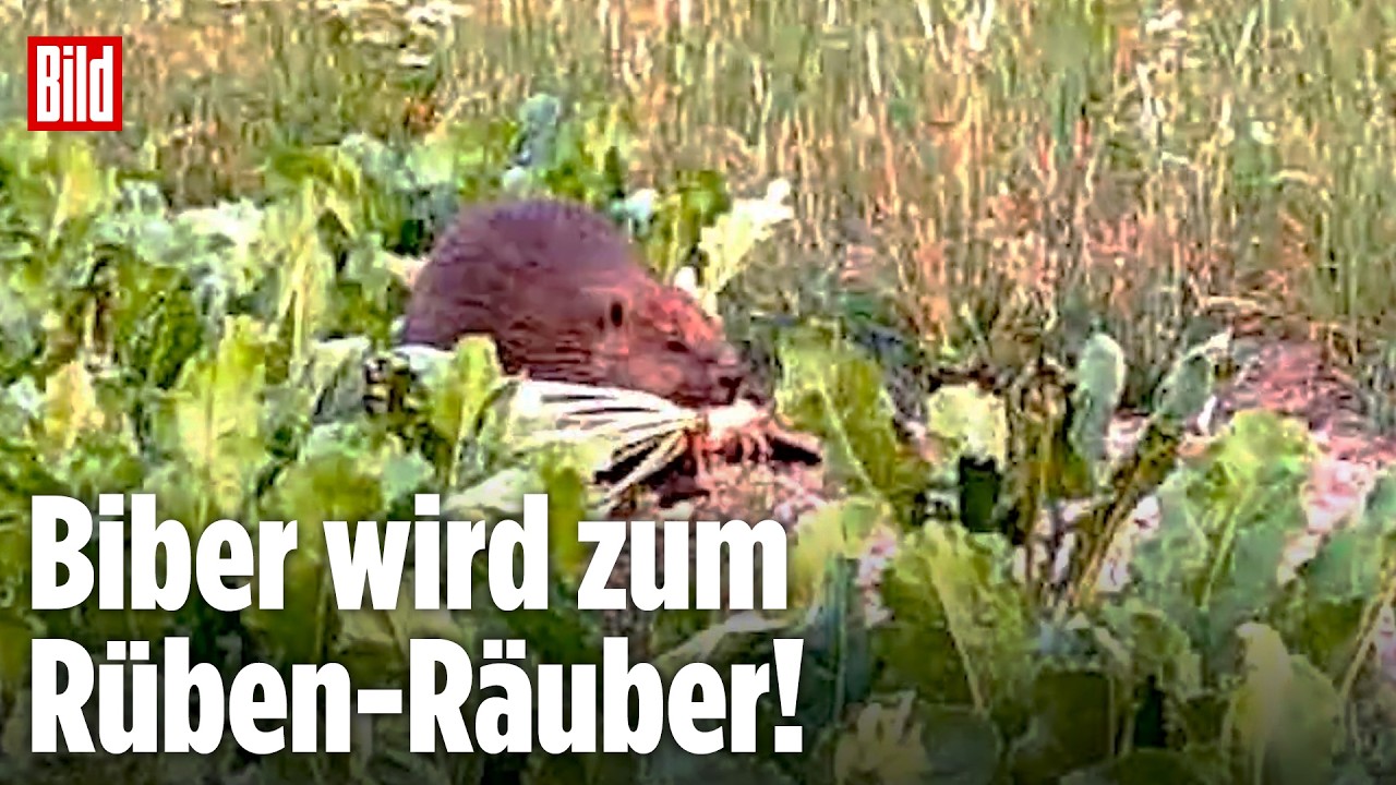 Biber auf Beutezug: Jede Nacht geht er auf Rüben-Jagd!