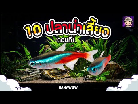 10 อันดับ ปลาสวยงามน่าเลี้ยง