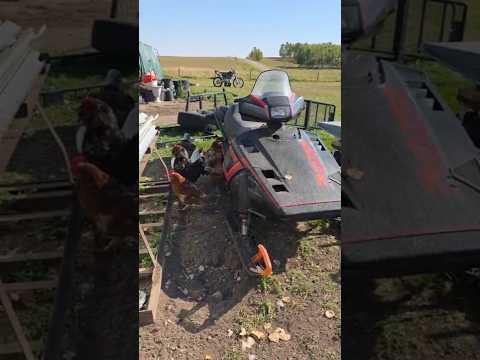 I Parked My Snowmobile… Then the Chickens Took It Over!