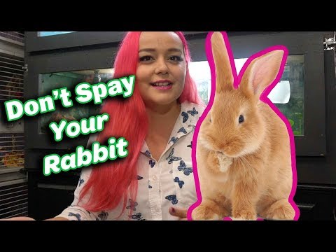 Rabbits: Neuter/Spay & Vaccines