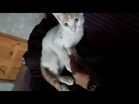 the rescued cat now after almost a month accepted me n locked my fingers