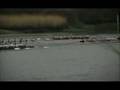 Coxing a Tideway Head - Rowing