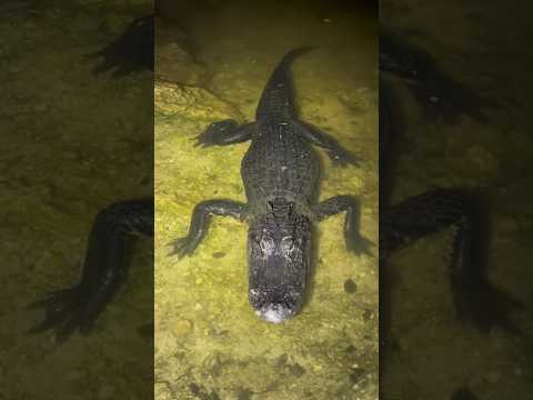 The swamp puppies are trying to eat me! #alligator#animal#snake#nature#python#wildlife#shorts#cute