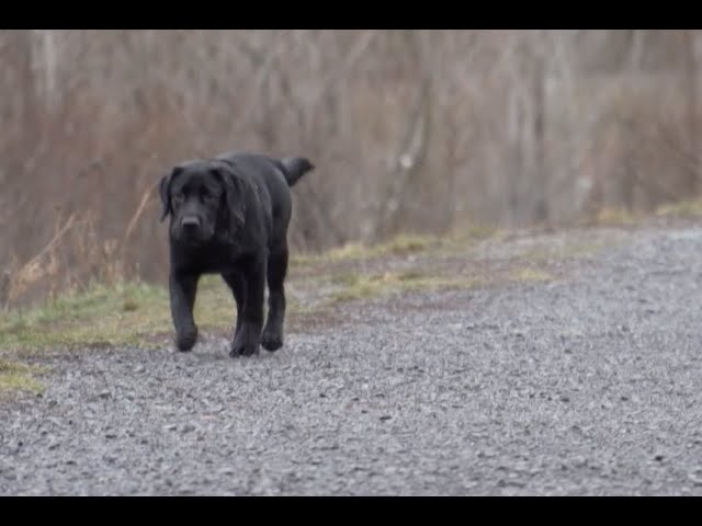 In Canada demand for puppies soars during pandemic, so do scams