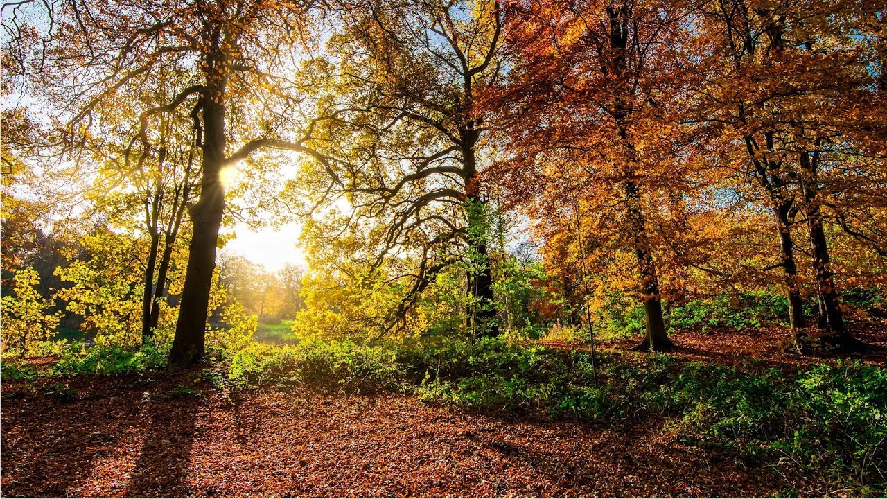 Meditação ZEN - O Espaço Sagrado - Flauta e Água
