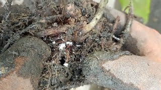Easy Way To Get Rid of Root Mealybugs In Any Houseplant Roots