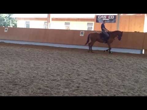 8 jähr. Vollblutwallach v. Sholokhov