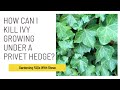 How can I kill ivy growing under a privet hedge?
