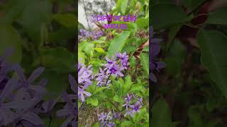 Flor azul para seu jardim