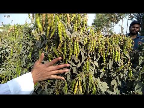 Kudarat Arahar. Kudarat 3 .mo. 9839253974 #kudrat 3 #arharkudrat3