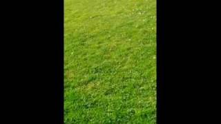 puppy Flippy Flopper frisbee catch