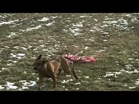 Coursing trénink 17.3.2013 - Adélka