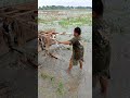 Anak Kecil Bajak Sawah