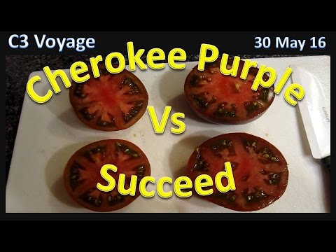 , title : 'Tomato Taste Test:  Cherokee Purple vs Succeed (My Tomato)'