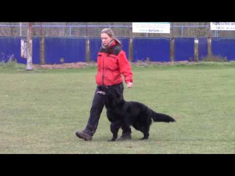 Ivan z Jukasu - obedience training - 15.11.2016