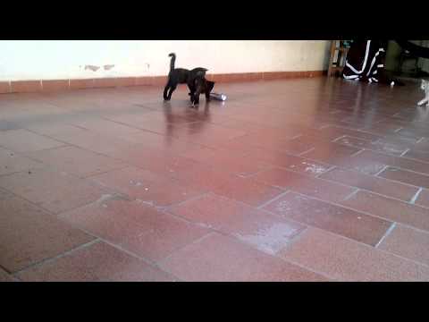 Gatinhas brincando com lata de Red Bull